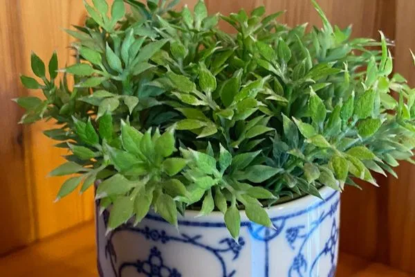   50054 Ferienhaus Seefeuer