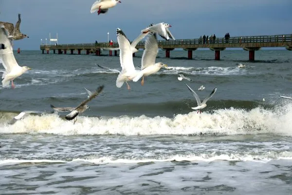 Seebrücke Zingst Kavelweg 13 Kavelweg 13 Wohnung 4 - Kleiner Käptn