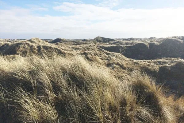 Dünen auf der Nordseeinsel Amrum  Ferienwohnung *Meeresleuchten*