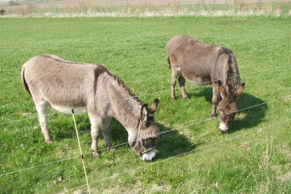 Midlum Zaunkönig Föhr  Die Grüne Insel - 