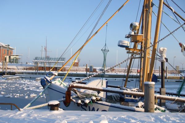 Midlum Zaunkönig Föhr  Die Grüne Insel - 
