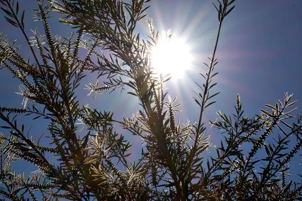 Garten  Pantokratora's