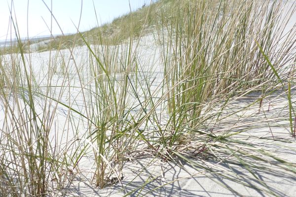 Haus Uthlande Uthlande Whg. 46 Wattenblick Föhr  Die Grüne Insel - 