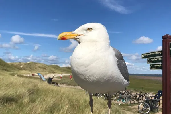 freche Möwe der Südspitze Haus *Weiße Düne* Ferienwohnung *Weiße Düne 3 / OceanView*