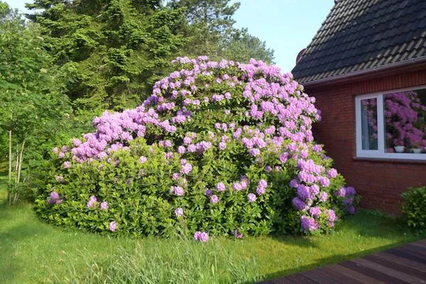 Rhodedendron im Garten am Ferienhaus Koggenhüs in Norddorf auf Amrum  Ferienhaus *Koggenhüs*