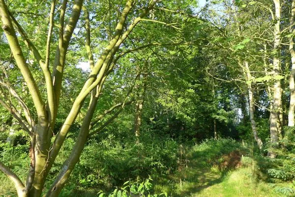 Waldblick im Garten des Ferienhaus Koggenhüs in Norddorf auf Amrum  Ferienhaus *Koggenhüs*