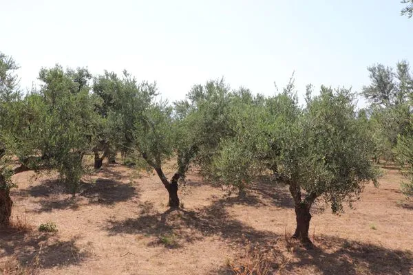 Garden  Spourgitis 3a