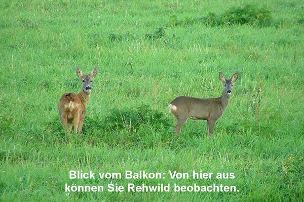 Wohnanlage "Am Grün" Sonnenblick Wittenbeck - Landschaft
