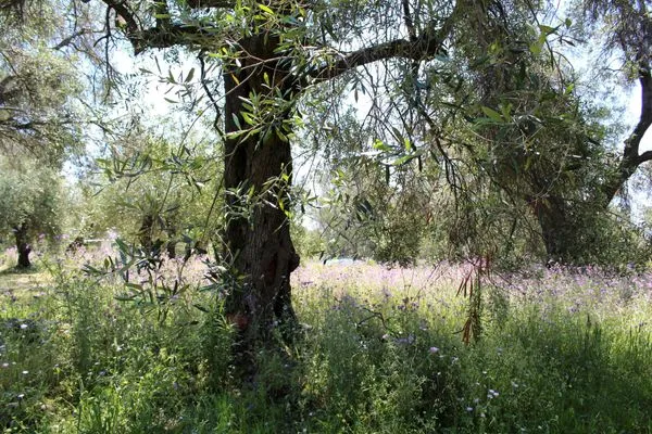 Landschaft  Jasmin Skidi