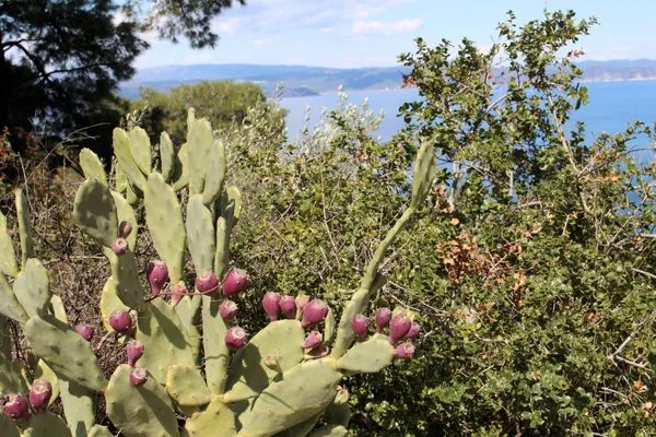 Landschaft  Erika View
