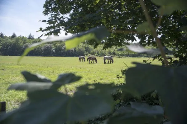 Haus Hohe Geest FeWo 6 Sahlenburg - Landschaft