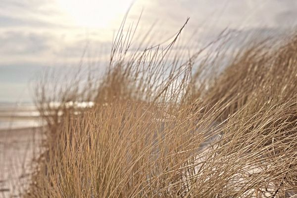  Habel Whg. 09 Deichkieker Föhr  Die Grüne Insel - 
