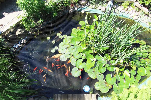  Gartenblick Kröpelin - Garten