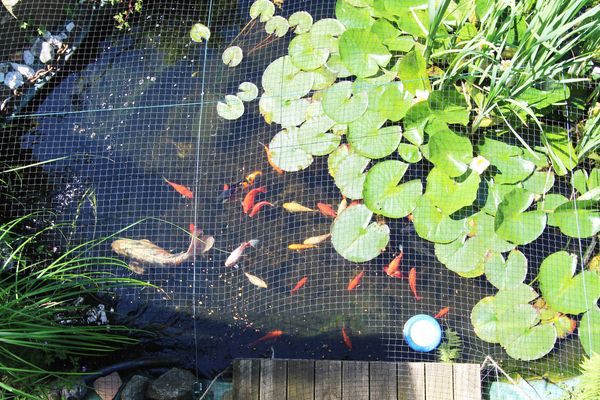  Hühnergott Kröpelin - Garten