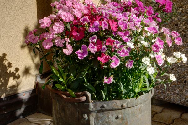 Chesa Munteratsch 2-Zimmerwohnung 301 Typ E Silvaplana - -img.tag.facade_entrance-