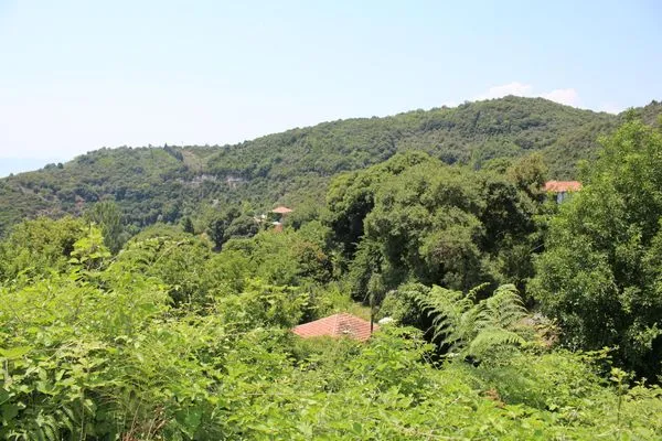 Bird's eye view  De Kiriko