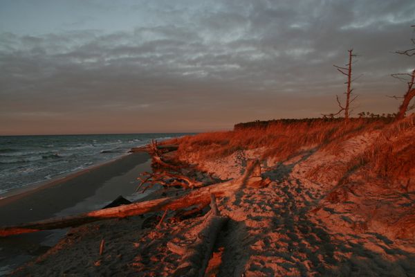  Vogelnest Born - Strand