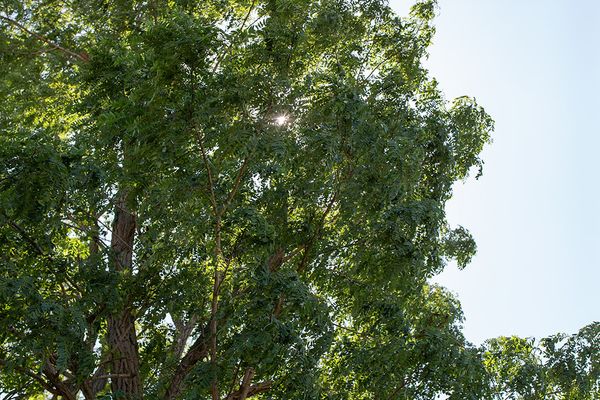  WIECKin Wieck - Garten