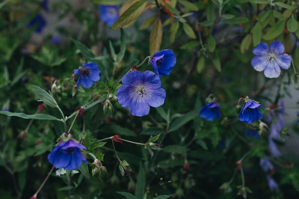  WIECKin Wieck - Garten