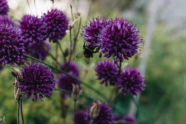  WIECKin Wieck - Garten