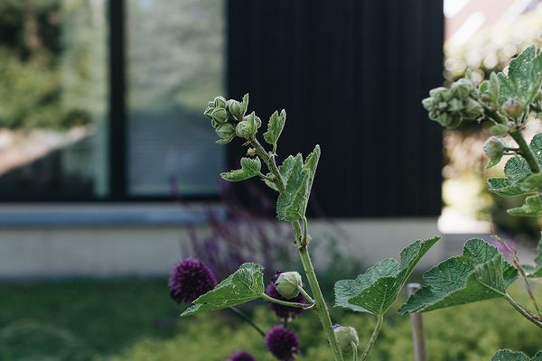  WIECKin Wieck - Garten