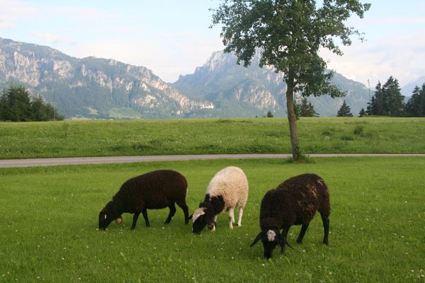 BIO-Bauernhof Salenberghof Ferienwohnung Bergsee Ferienwohnungen in Rieden am Forggensee - Landschaft