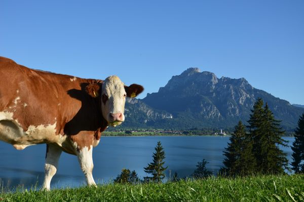 BIO-Bauernhof Salenberghof Ferienwohnung Panorama Ferienwohnungen in Rieden am Forggensee - Garten