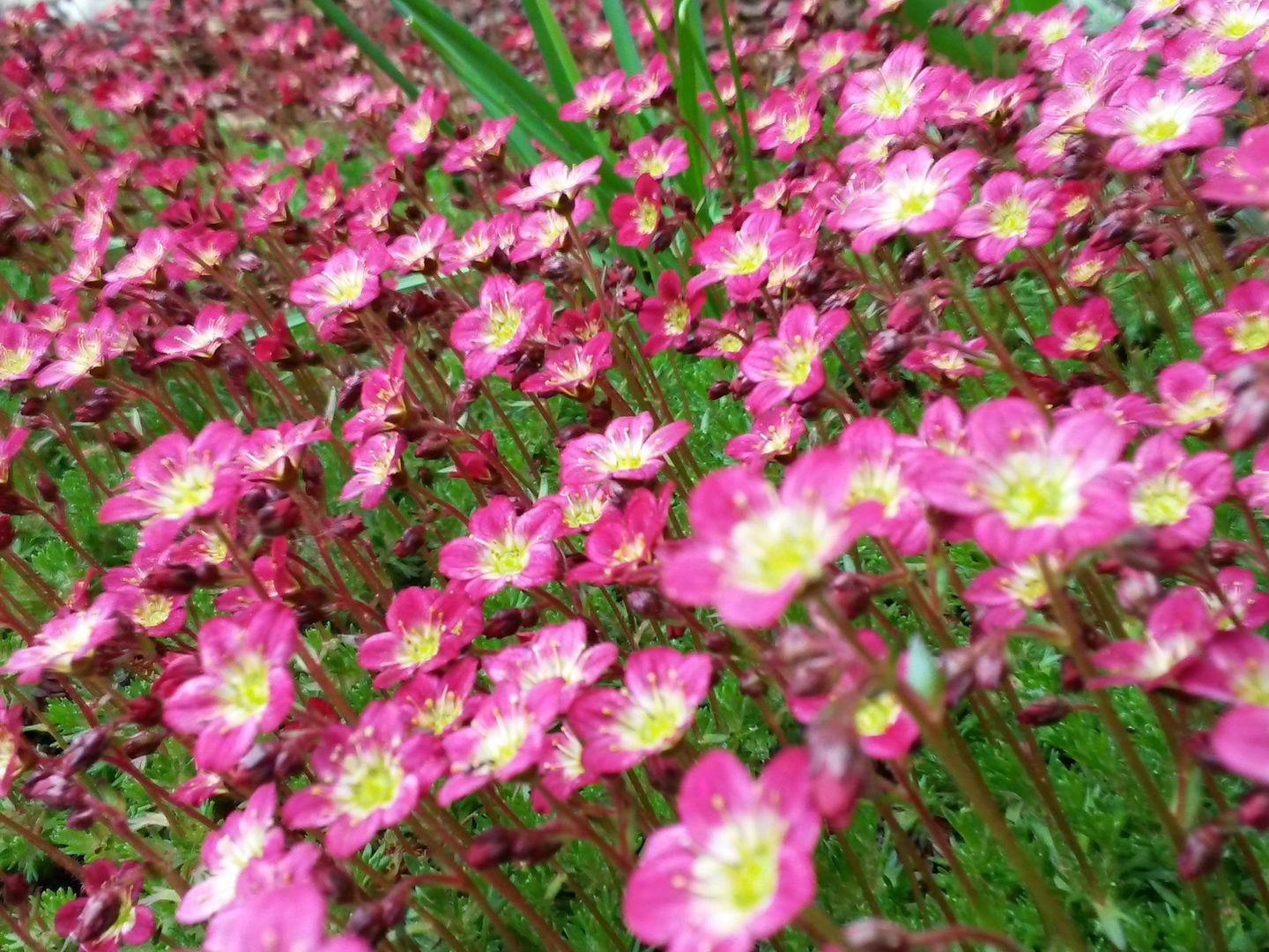  Harz - Schwalbenherd_Umgebungsbilder