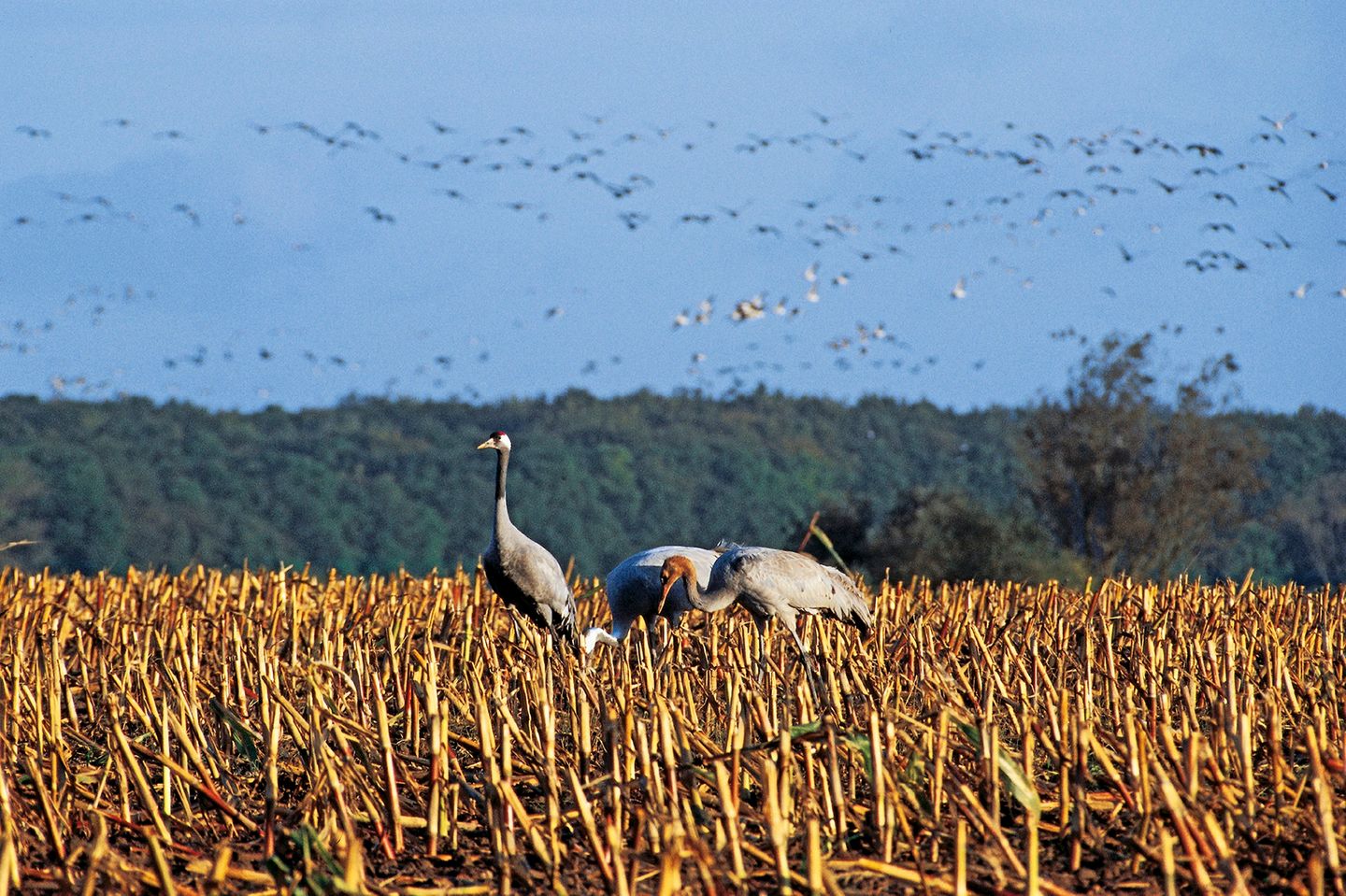  Hafenstrasse  41a "Haus Marienlinde" Deutschland - 