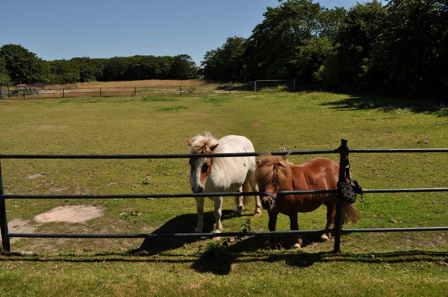 Haus Friesenglück Whg. Seepferdchen Alkersum - Nachbarschaft