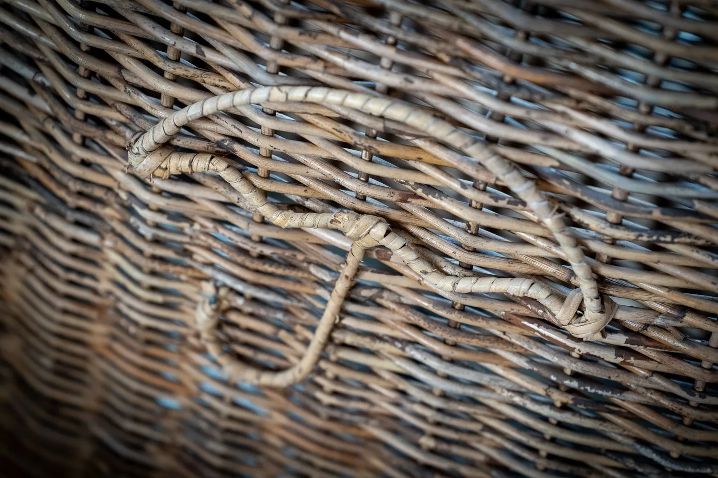 Hummergrund Echinus SPO Boehl - 