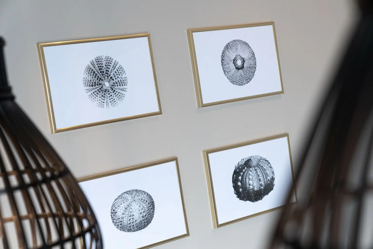 Hummergrund Echinus SPO Boehl - 