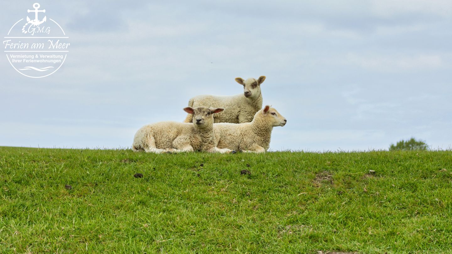  Ferienwohnung NordseeAuszeit Norddeich - 