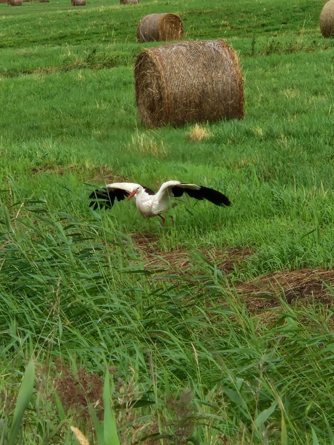  Darßer Weg 32a Whg. 16 "Kormoran" Fischland-Darss-Zingst - 
