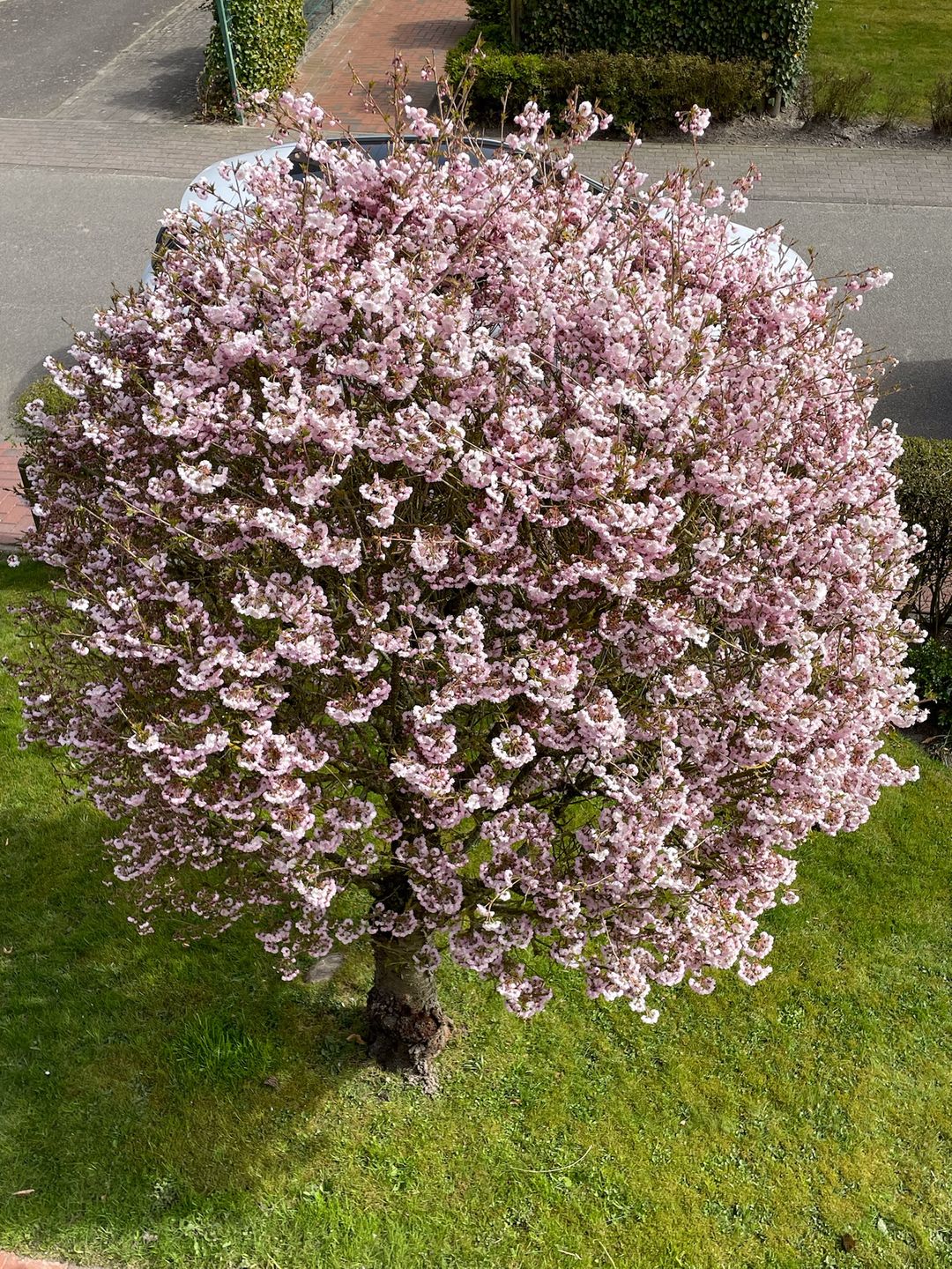  "Feriengarten Büsum - C10" Büsum - Garten