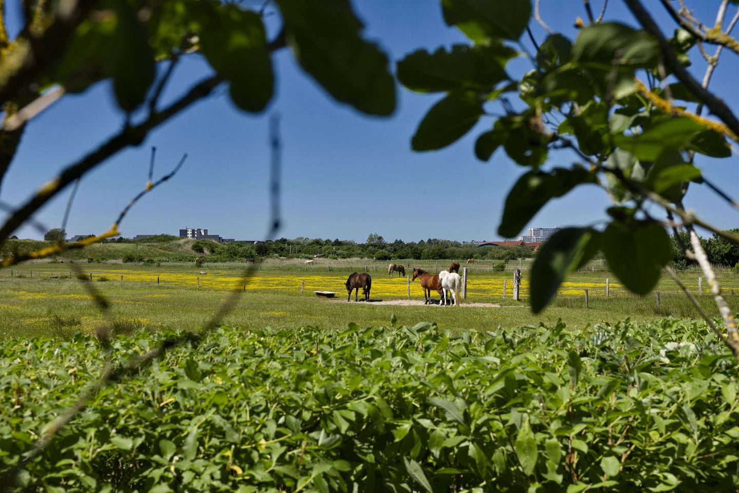  Seabiscuit Tinnum Seabiscuit - Nachbarschaft