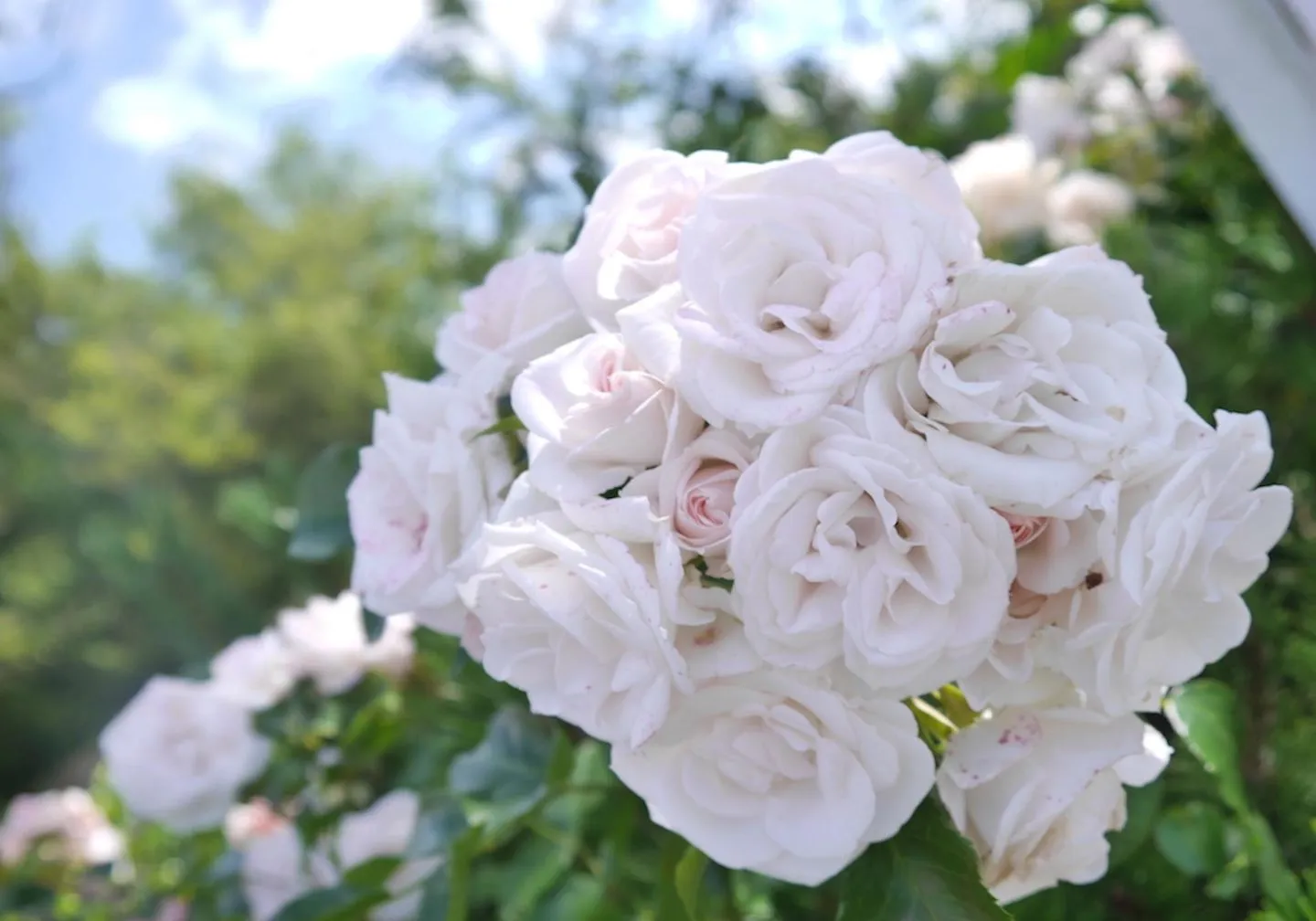 Reetdachhaus ASK / EMBLA Reetdachhaus EMBLA SPO Ording - 