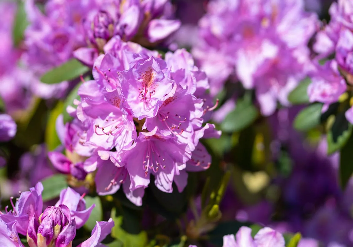 Bungalow Seestern Bungalow Seestern B SPO Dorf - 