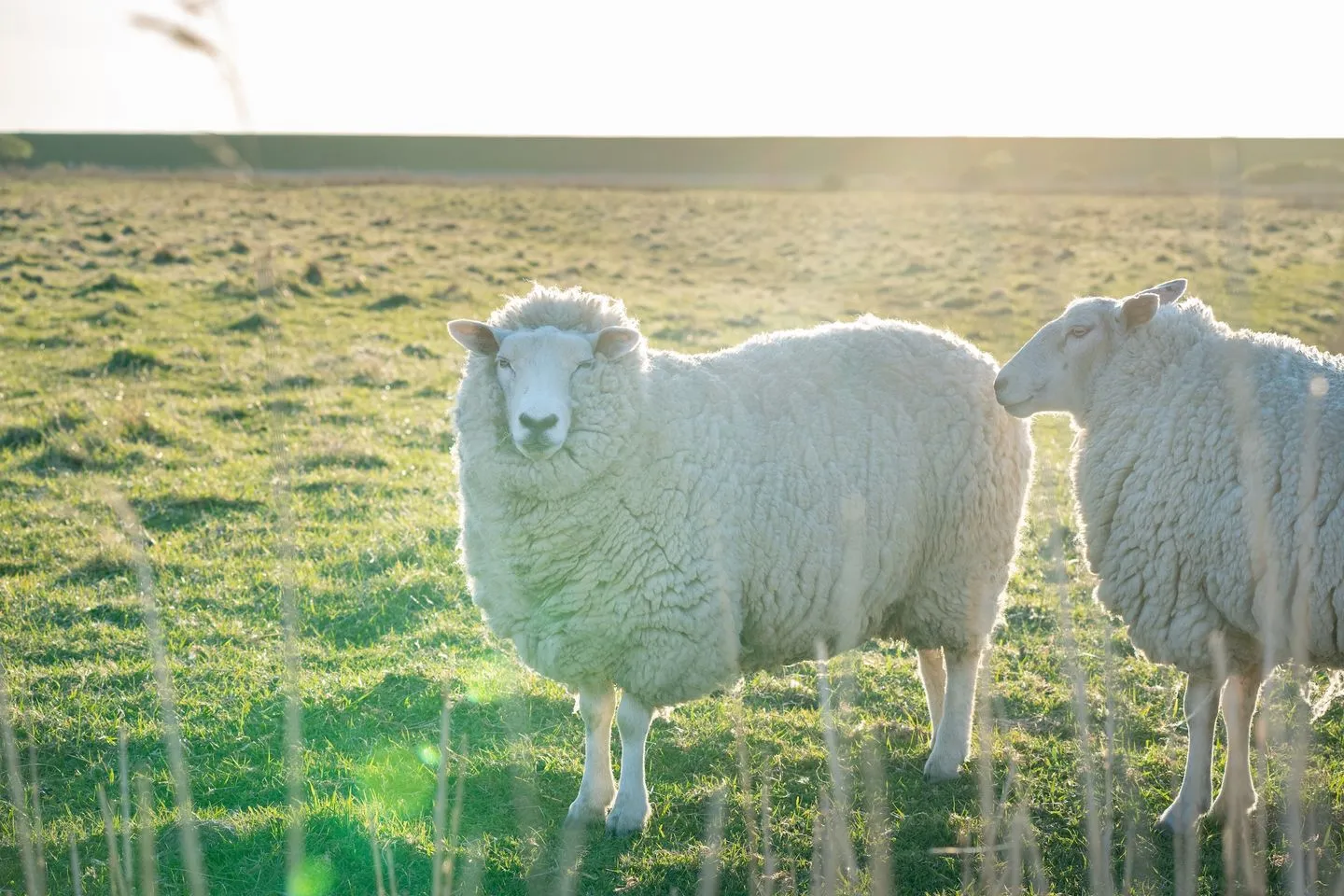 Alte Schule Westerhever Vollerwiek SPO Umland - 