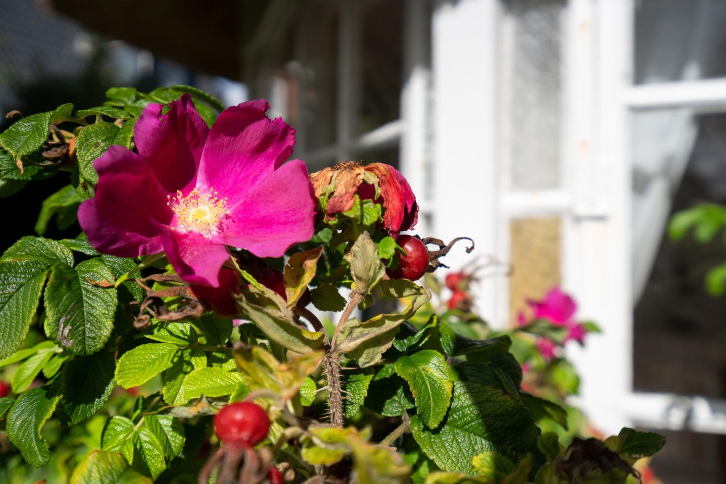  Haus Hideaway Westerland Haus Hideaway - Garten