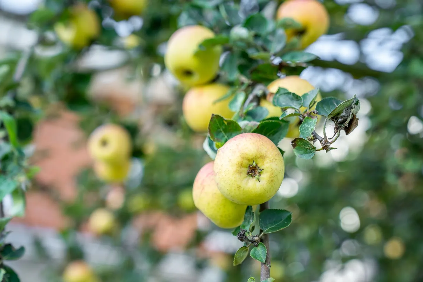 Alte Schule Westerhever Porrendeich SPO Umland - 