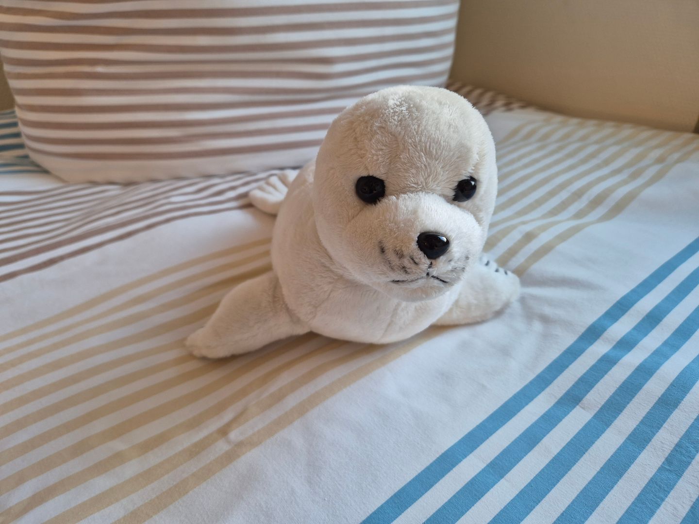  FHVenusmuschel Norddeich - 