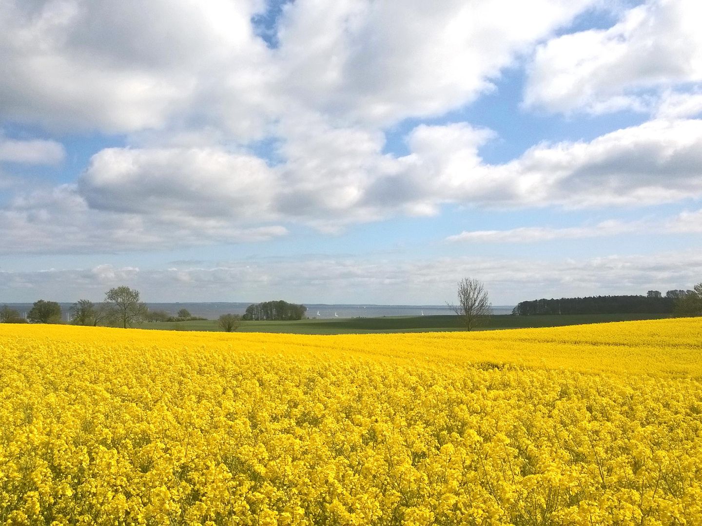 Rahlstedter Straße Hafenkoje  - Landschaft