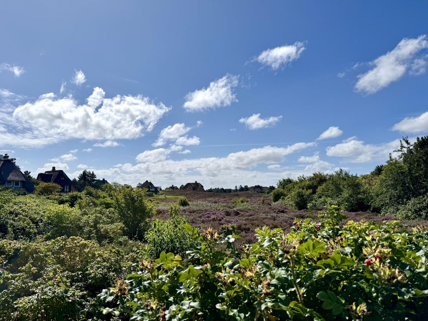  Westerheide List Westerheide - Landschaft