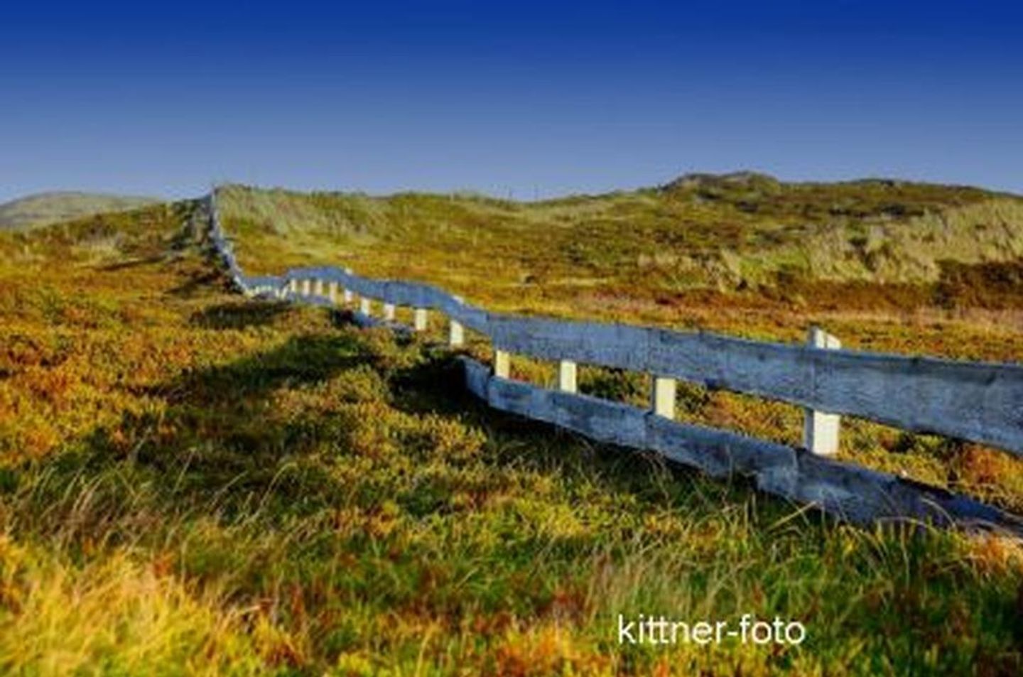Blaue Stranddistel Teegelii Hof Tinnum - 