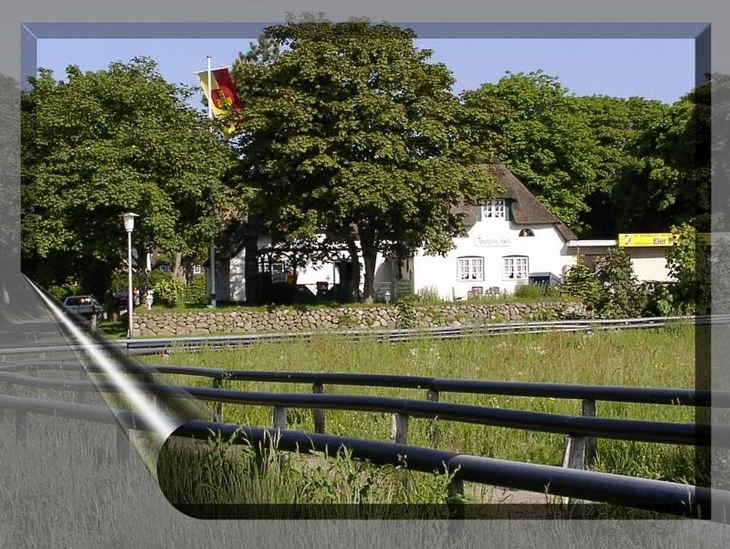 Blaue Stranddistel Teegelii Hof Tinnum - 