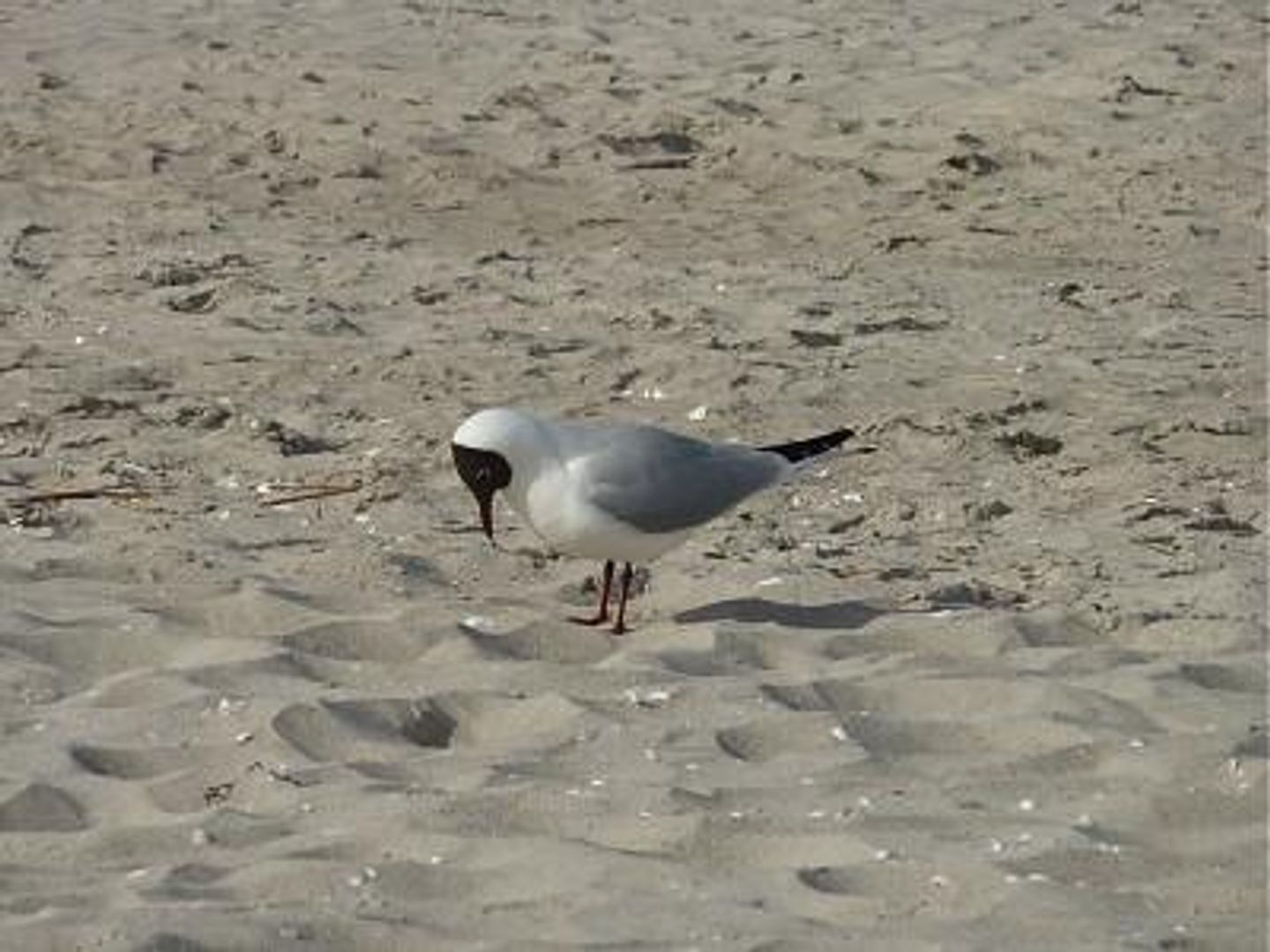  Darßer Weg 34 Whg. 6 Deutschland - 