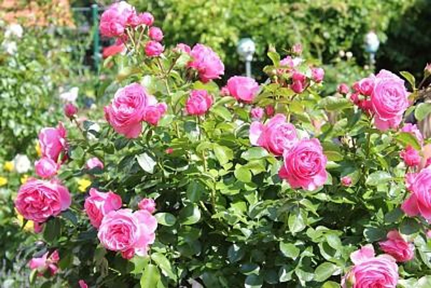  Friedenstrasse 30 "Haus Kranich" Deutschland - 