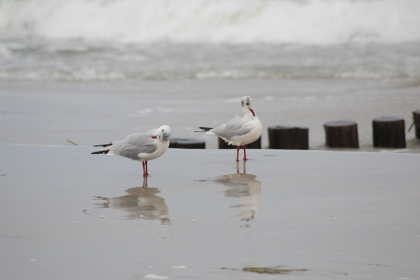  Jordanstrasse 35 Whg. 1 Deutschland - 