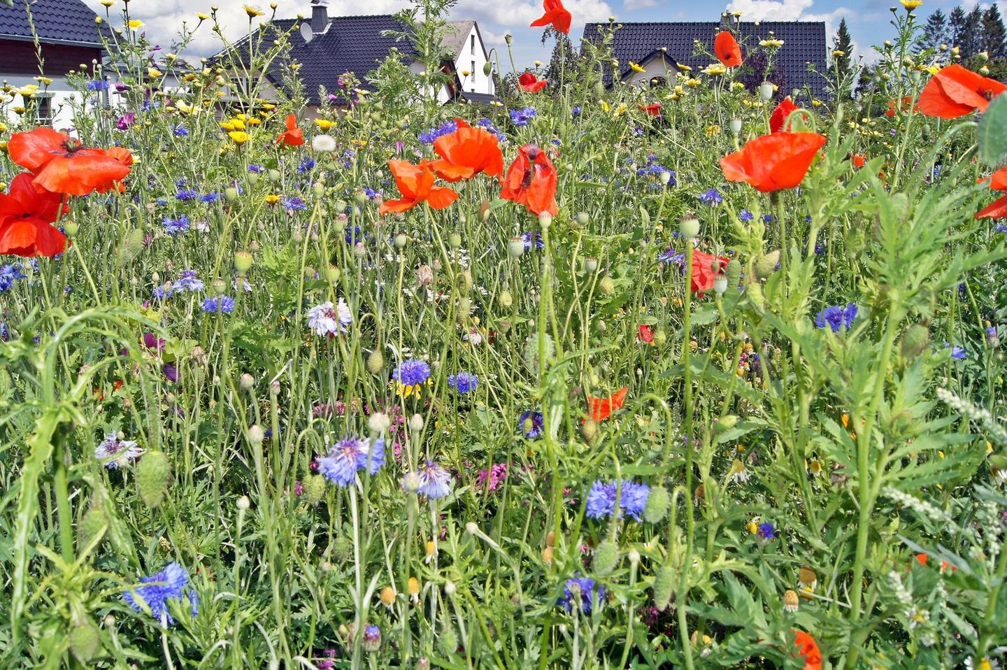 Winterberg Chalet 21096 Winterberg -